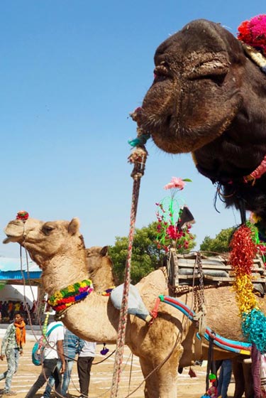 Rajsthan Camel Fair Package