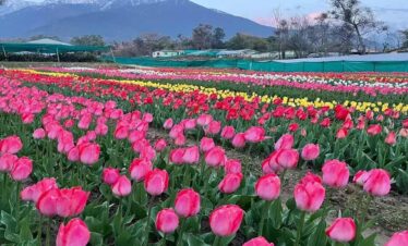himachal honeymoon tour, best honeymoon package of himachal