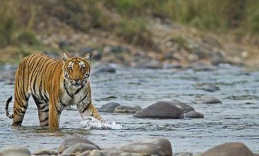 jim corbett wildlife tour